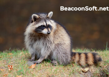 BeacoonSoft.net Explained: Tools, Features, and How It Helps You Grow